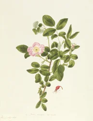 Rosa Acicularis Viridis